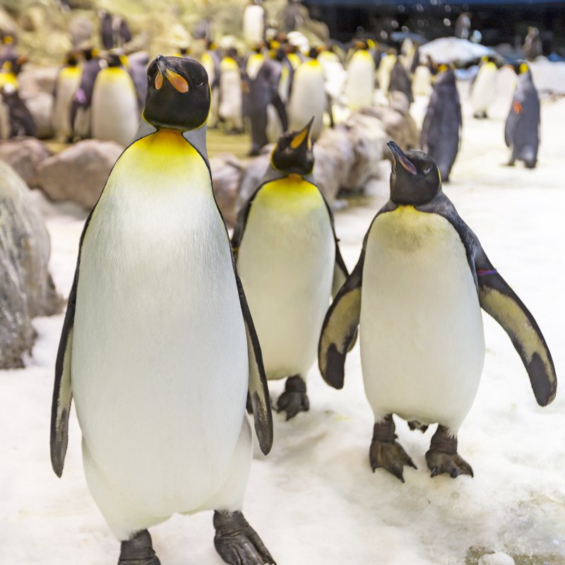 Loro Parque Tenerife Planet Penguin el mayor pingüinario del mundo